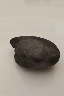 Natural Pradhyumna Shaligram Gandaki River Nepal Idol For Tulsi Puja Stone In Small Size (Max: 5 CM)