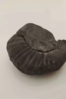 Natural Pradhyumna Shaligram Gandaki River Nepal Idol For Tulsi Puja Stone In Small Size (Max: 5 CM)