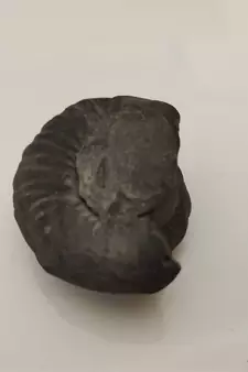 Natural Pradhyumna Shaligram Gandaki River Nepal Idol For Tulsi Puja Stone In Small Size (Max: 5 CM)