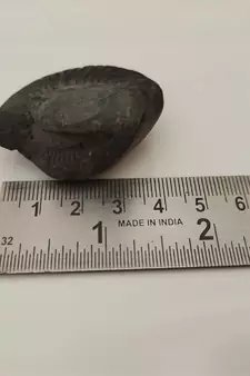 Natural Pradhyumna Shaligram Gandaki River Nepal Idol For Tulsi Puja Stone In Small Size (Max: 5 CM)