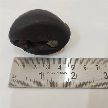 Original Gandaki River Swayambhu Shaligram Lord Shri Vishnu Idol For Tulsi Puja Stone In Small Size (Max: 5 CM) 5
