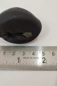 Original Gandaki River Swayambhu Shaligram Lord Shri Vishnu Idol For Tulsi Puja Stone In Small Size (Max: 5 CM)