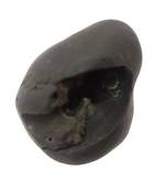 Gandaki River Original Kurma Shaligram Bhagwan Shila For Tulsi Puja Stone In Small Size (Max: 5 CM)