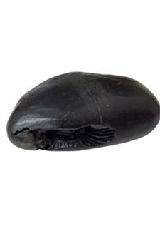 Nepal Gandaki River Shivanarayan Shaligram Shila Lord Shri Vishnu Idol For Tulsi Puja Stone In Small Size (Max: 5 CM)