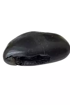 Nepal Gandaki River Shivanarayan Shaligram Shila Lord Shri Vishnu Idol For Tulsi Puja Stone In Small Size (Max: 5 CM)