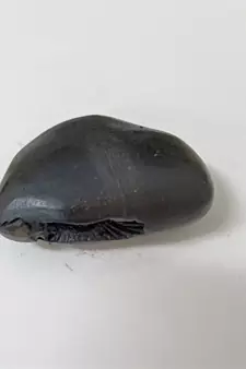 Nepal Gandaki River Shivanarayan Shaligram Shila Lord Shri Vishnu Idol For Tulsi Puja Stone In Small Size (Max: 5 CM)