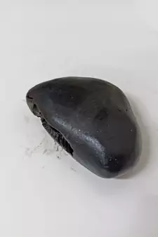 Nepal Gandaki River Shivanarayan Shaligram Shila Lord Shri Vishnu Idol For Tulsi Puja Stone In Small Size (Max: 5 CM)