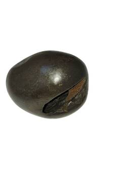 Gandaki River Natural Pradhyumna Shaligram Fossil Shila For Tulsi Puja Stone In Small Size (Max: 5 CM)