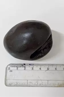 Gandaki River Natural Pradhyumna Shaligram Fossil Shila For Tulsi Puja Stone In Small Size (Max: 5 CM)