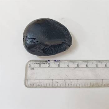 Gandaki River Shivanarayan Shaligram Idol Lord Shri Vishnu For Tulsi Puja Stone In Small Size (Max: 5 CM) 5