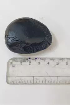 Gandaki River Shivanarayan Shaligram Idol Lord Shri Vishnu For Tulsi Puja Stone In Small Size (Max: 5 CM)