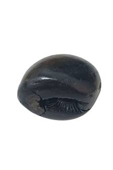 Nepal Gandaki River Govinda Shaligram Fossil Shila Idol For Tulsi Puja Stone In Small Size (Max: 5 CM)