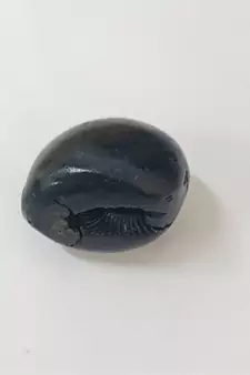 Nepal Gandaki River Govinda Shaligram Fossil Shila Idol For Tulsi Puja Stone In Small Size (Max: 5 CM)