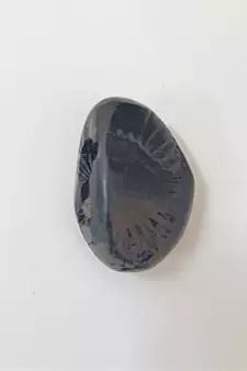 Nepal Gandaki River Natural Ananta Shaligram Bhagwan Shila For Tulsi Puja Stone In Small Size (Max: 5 CM)