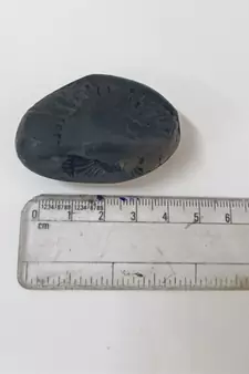 Nepal Gandaki River Natural Ananta Shaligram Bhagwan Shila For Tulsi Puja Stone In Small Size (Max: 5 CM)