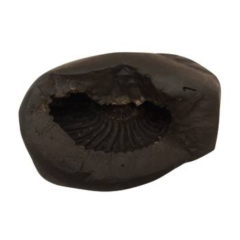 Genuine Keshav Shaligram Lord Shri Vishnu Shila Stone For Tulsi Puja In Medium Size (Max: 7 CM) 1
