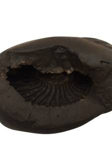 Genuine Keshav Shaligram Lord Shri Vishnu Shila Stone For Tulsi Puja In Medium Size (Max: 7 CM)