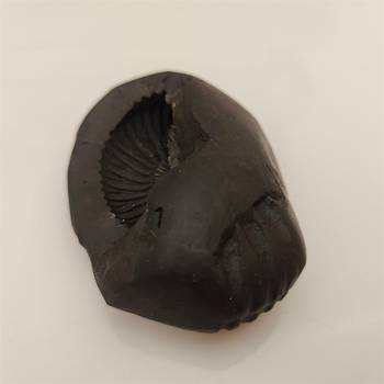 Genuine Keshav Shaligram Lord Shri Vishnu Shila Stone For Tulsi Puja In Medium Size (Max: 7 CM) 2