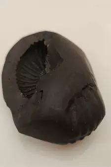 Genuine Keshav Shaligram Lord Shri Vishnu Shila Stone For Tulsi Puja In Medium Size (Max: 7 CM)