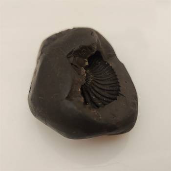 Genuine Keshav Shaligram Lord Shri Vishnu Shila Stone For Tulsi Puja In Medium Size (Max: 7 CM) 4