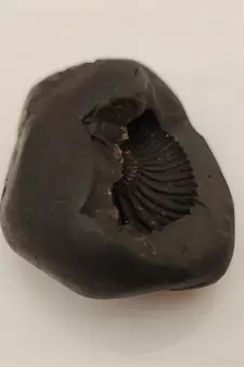 Genuine Keshav Shaligram Lord Shri Vishnu Shila Stone For Tulsi Puja In Medium Size (Max: 7 CM)