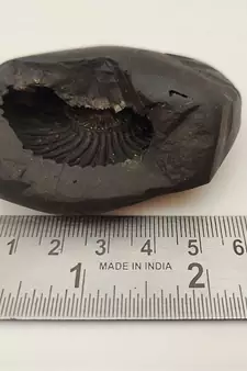 Genuine Keshav Shaligram Lord Shri Vishnu Shila Stone For Tulsi Puja In Medium Size (Max: 7 CM)