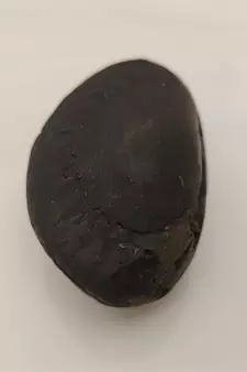 Genuine Gandaki River Harihar Shaligram Fossil For Tulsi Puja Stone In Medium Size (Max: 7 CM)