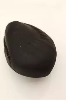 Genuine Gandaki River Harihar Shaligram Fossil For Tulsi Puja Stone In Medium Size (Max: 7 CM)