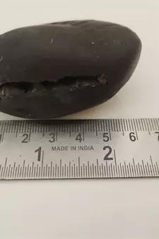 Genuine Gandaki River Harihar Shaligram Fossil For Tulsi Puja Stone In Medium Size (Max: 7 CM)