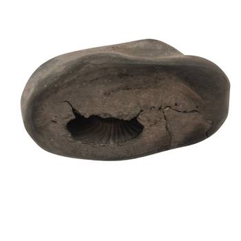 Gandaki River Swayambhu Shaligram Idol Lord Shri Vishnu Shila For Tulsi Puja In Medium Size (Max: 7 CM) 1