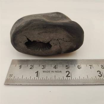 Gandaki River Swayambhu Shaligram Idol Lord Shri Vishnu Shila For Tulsi Puja In Medium Size (Max: 7 CM) 5