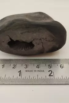 Gandaki River Swayambhu Shaligram Idol Lord Shri Vishnu Shila For Tulsi Puja In Medium Size (Max: 7 CM)