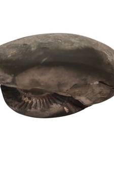 Natural Gandaki River Laxmipati Shaligram Lord Shri Vishnu Shila For Worship Medium Size (Max: 7 CM)