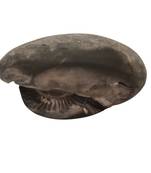 Natural Gandaki River Laxmipati Shaligram Lord Shri Vishnu Shila For Worship Medium Size (Max: 7 CM)