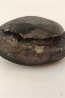 Natural Gandaki River Laxmipati Shaligram Lord Shri Vishnu Shila For Worship Medium Size (Max: 7 CM)