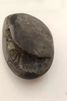 Natural Gandaki River Laxmipati Shaligram Lord Shri Vishnu Shila For Worship Medium Size (Max: 7 CM)