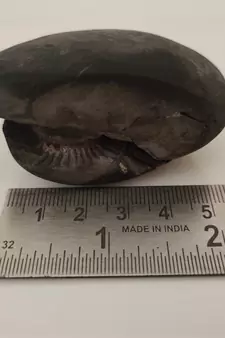 Natural Gandaki River Laxmipati Shaligram Lord Shri Vishnu Shila For Worship Medium Size (Max: 7 CM)