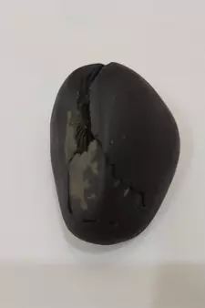 Nepal Gandaki River Vasudev Shaligram Shila Stone For Puja Stone In Medium Size (Max: 7 CM)