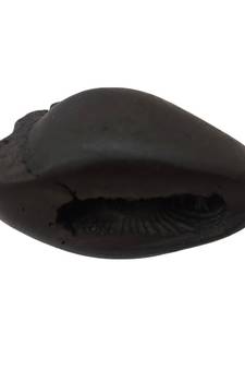 Natural Gandaki River Ananta Shaligram Bhagwan Shila For Tulsi Puja Medium Size (Max: 7 CM)