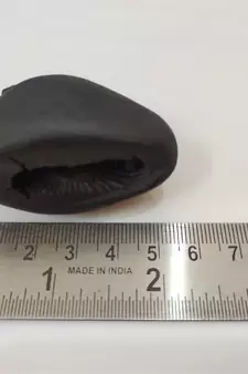 Natural Gandaki River Ananta Shaligram Bhagwan Shila For Tulsi Puja Medium Size (Max: 7 CM)