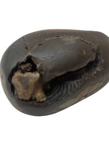 Nepal Gandaki River Laxmipati Shaligram Fossil For Tulsi Puja Stone In Medium Size (Max: 7 CM)