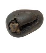 Nepal Gandaki River Laxmipati Shaligram Fossil For Tulsi Puja Stone In Medium Size (Max: 7 CM)