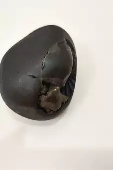 Nepal Gandaki River Laxmipati Shaligram Fossil For Tulsi Puja Stone In Medium Size (Max: 7 CM)