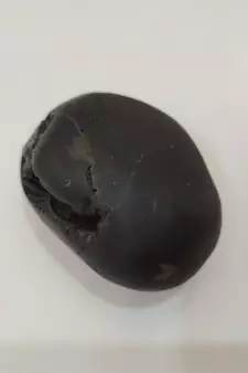Nepal Gandaki River Laxmipati Shaligram Fossil For Tulsi Puja Stone In Medium Size (Max: 7 CM)