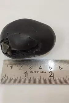 Nepal Gandaki River Laxmipati Shaligram Fossil For Tulsi Puja Stone In Medium Size (Max: 7 CM)