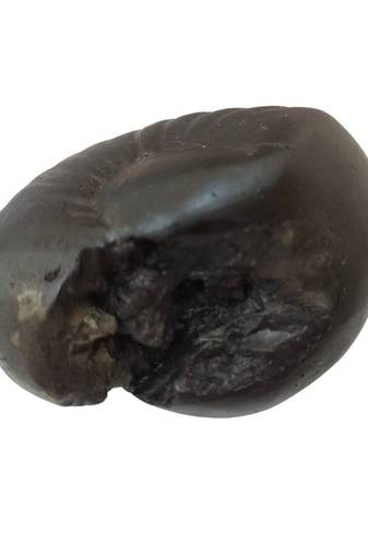 Natural Gandaki River Maytsya Shaligram Shila Stone For Shri Vishnu Puja In Medium Size (Max: 7 CM)