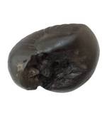 Natural Gandaki River Maytsya Shaligram Shila Stone For Shri Vishnu Puja In Medium Size (Max: 7 CM)