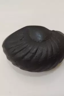Natural Gandaki River Maytsya Shaligram Shila Stone For Shri Vishnu Puja In Medium Size (Max: 7 CM)