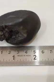 Natural Gandaki River Maytsya Shaligram Shila Stone For Shri Vishnu Puja In Medium Size (Max: 7 CM)