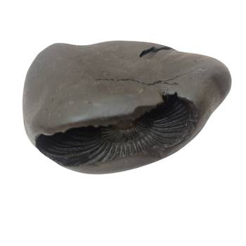 Nepal Gandaki River Pitambara Shaligram Lord Shri Vishnu Idol For Puja Stone In Medium Size (Max: 7 CM) 1